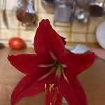 Fori Vodo Divjaka
